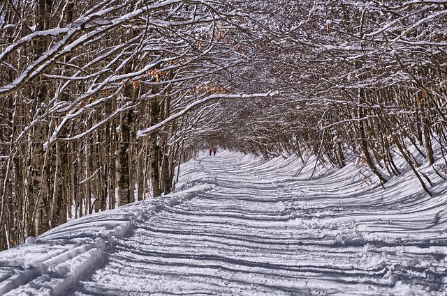 Snowy tree tunnel