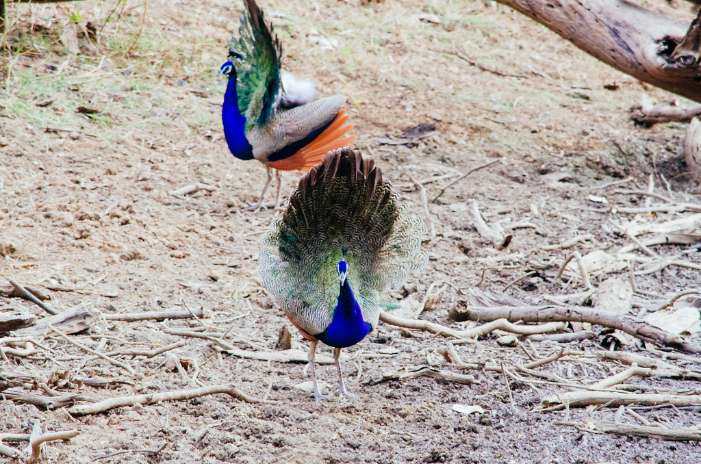Peacock of Ranthambore