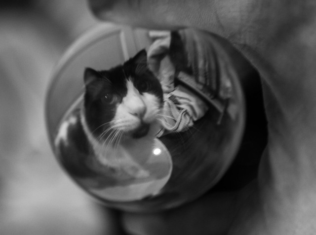 Gandalf in a bubble monochrome