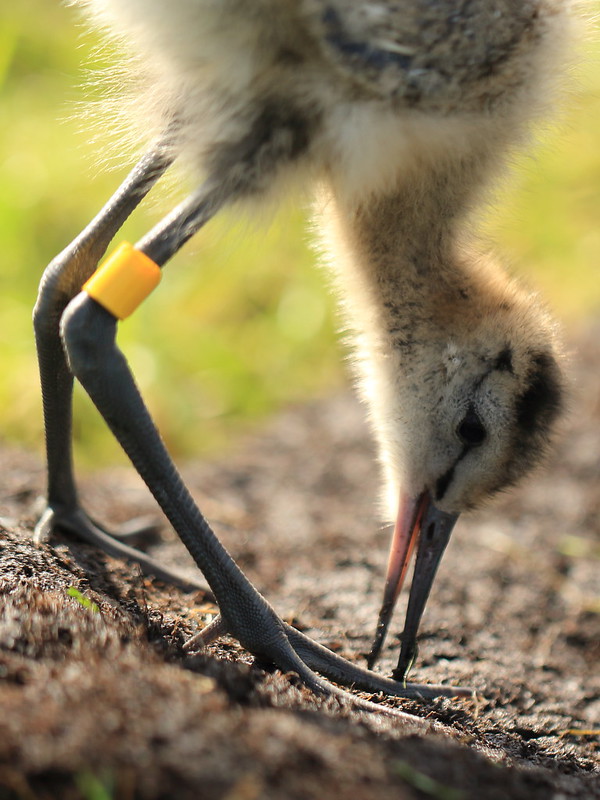 Black-tailed godwit chick being headstarted at WWT Welney Wetland Centre, probing the ground (WWT)