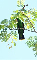 The eclectus parrot (Eclectus roratus)
