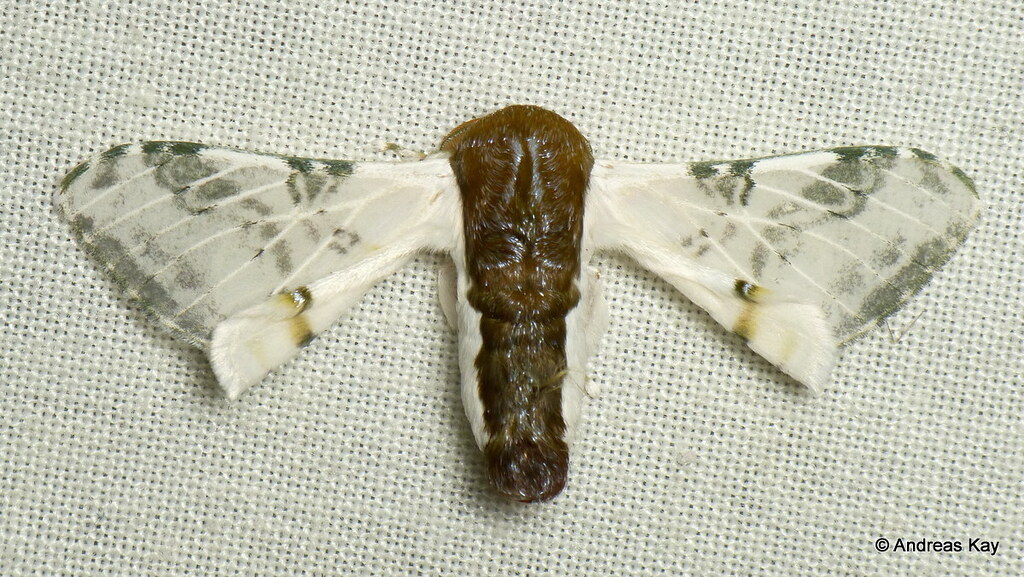 Silkworm Moth, Colla rhodope, Bombycidae