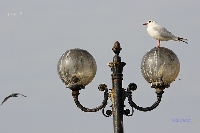 Seagull on the street lamp