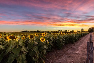 Sunflowers Sunset-22