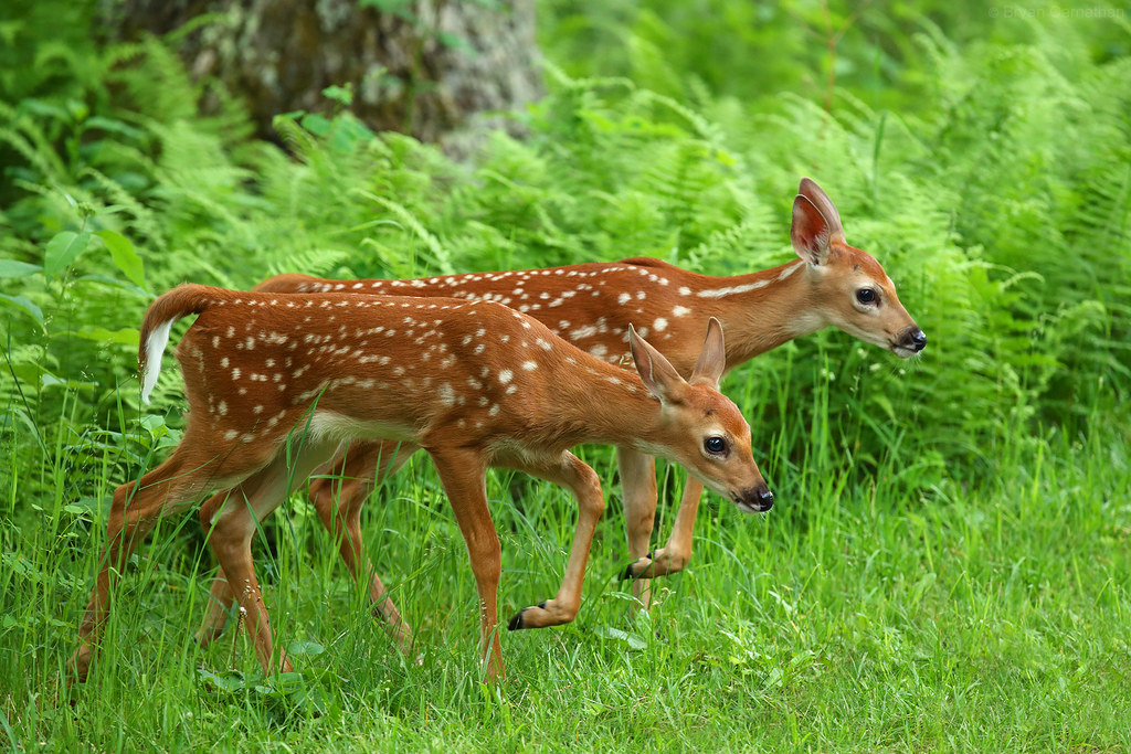 Twin White-tailed Deer Fawns, Shenandoah National Park