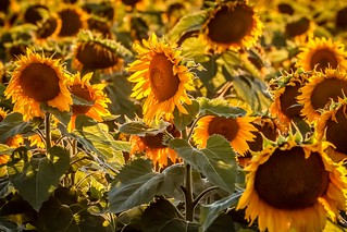 Sunflowers Sunset-15