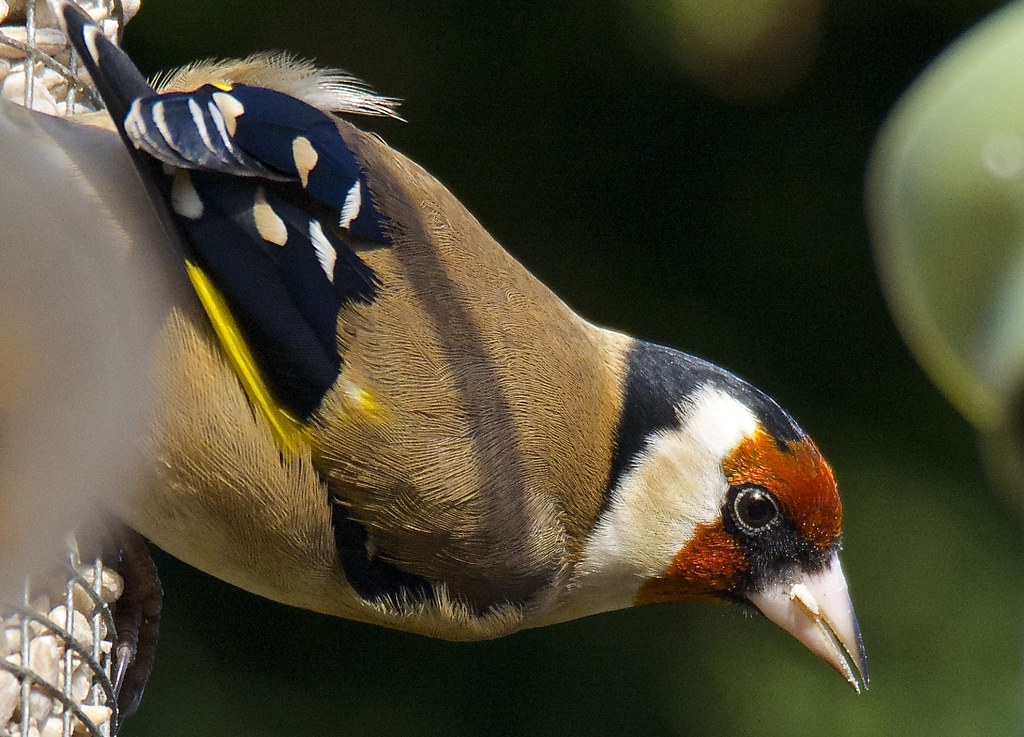 Goldfinch Close Up