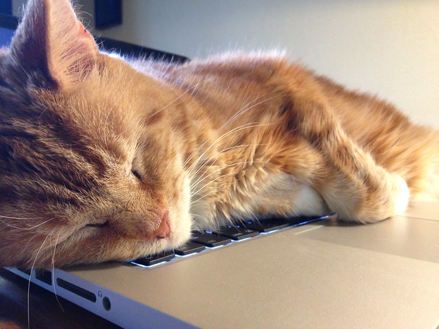 Tan Tan sleeping on his MacBook bed