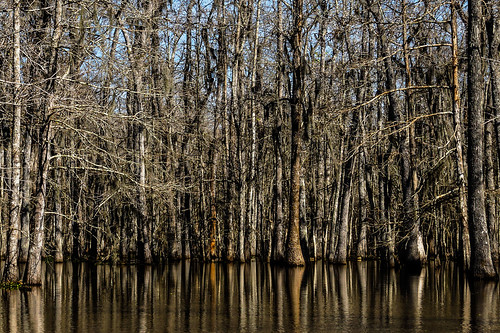 swamp trees