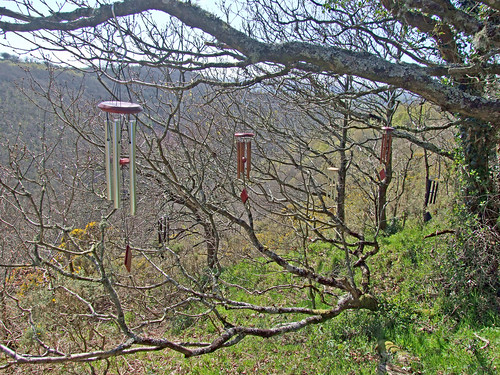 Ensemble of wind chimes hung on tree branches for recording, Teign Gorge | by Philip_Goddard