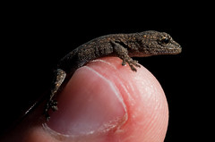 Cape dwarf gecko, juvenile - Lygodactylus capensis