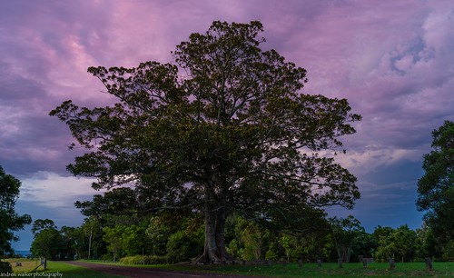 moreton bay fig tree ravensbournelookout national park queensland australia