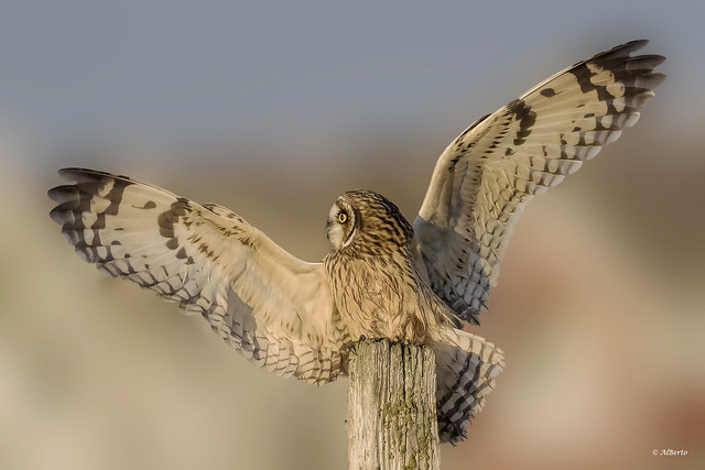 Short-eared Owl / Hibou des marais