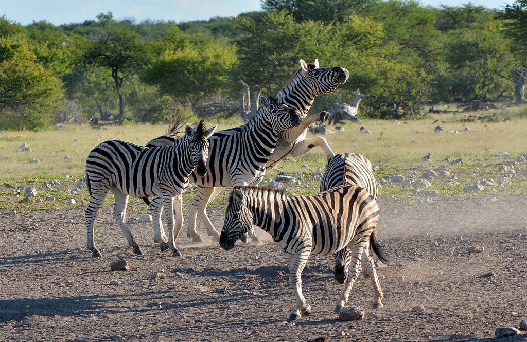 Burchell's Zebra - Etosha National Park, Namibia.