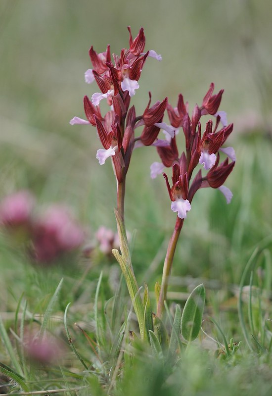 20170412-004F | Schmetterlings-Knabenkraut (Anacamptis papilionacea) bei Monte Sant'Angelo. Apulien, 12.04.2017