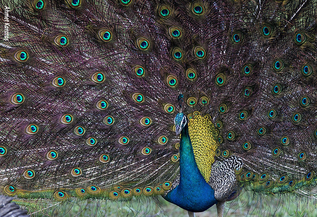 Pavo cristatus - TAVUSKUŞU [TR], Peacock [EN]