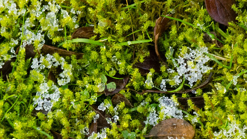 Frosted moss, Bilston churchyard
