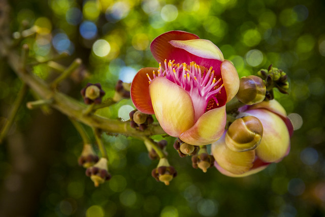 Canonball Tree Flower