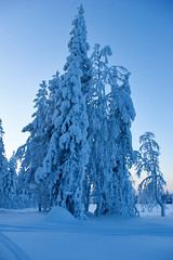 DSC07217 Lapland trees