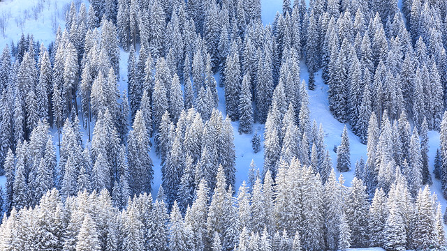 Snow covered fir forest