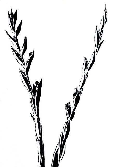 Um dos desenhos florais de flores em tinta de lápis, aquarela, carvão preto e branco em papel