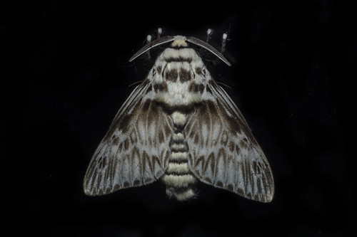 Podila Insect Podalia orsilochus (Megalopygidae) a | Enio Branco© | Enio Branco | Flickr