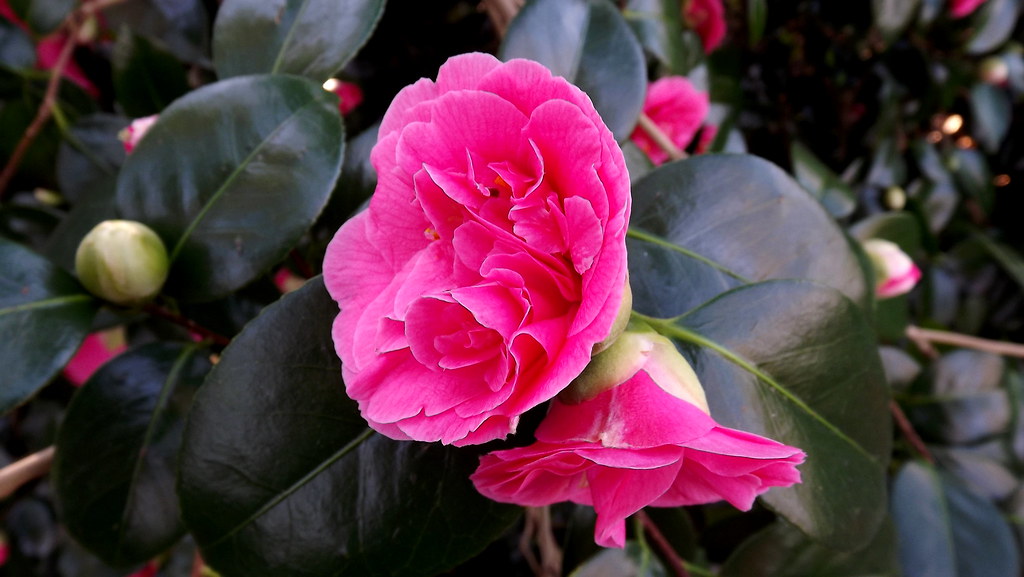 Camellia japonica 'Gloire de Nantes' | RHS Wisley - 2015/12 | P ...