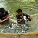 34418-013: Southwest Area Integrated Water Resources Planning and Management in Bangladesh