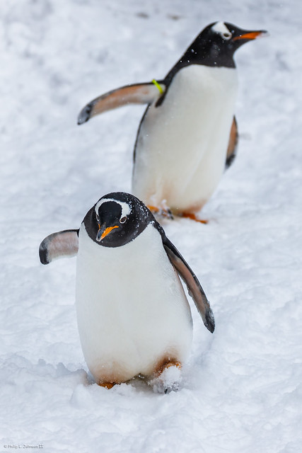 Waddling in the Snow 2: Waddle Boogaloo!