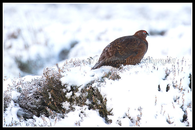 IMG_0006 Red Grouse