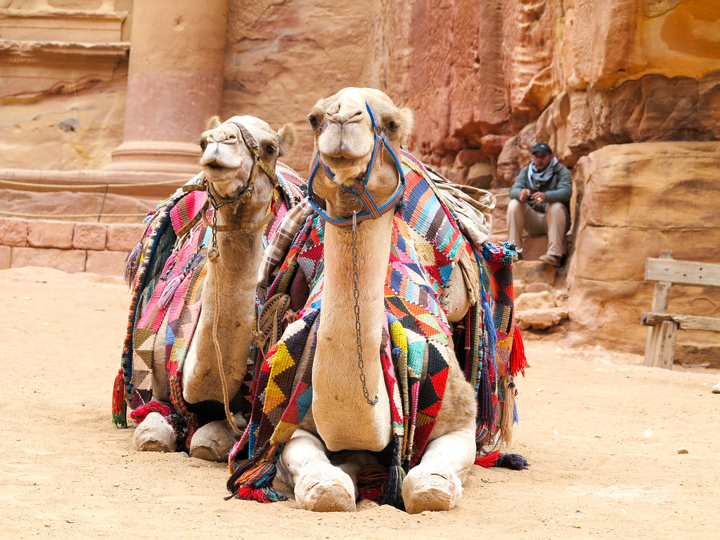 Camellos en El Tesoro Camellos en El Tesoro