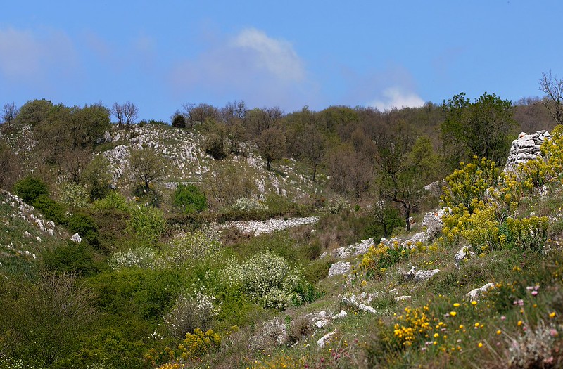 20170412-120F | Gargano-Landschaft (Orchideenbiotop) bei Monte Sant'Angelo. Apulien, 12.04.2017