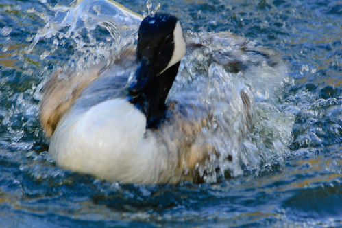 Canada goose bathing vigorously, West Park