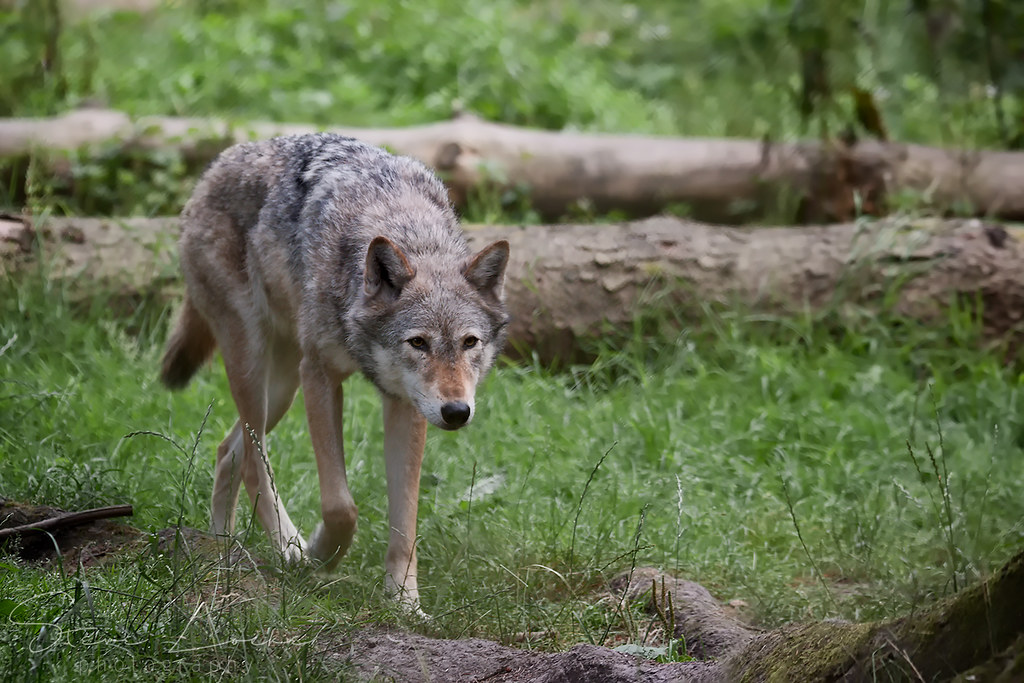 Wolf, New Forest Wildlife Park | Another oldie. | Steve Locke | Flickr