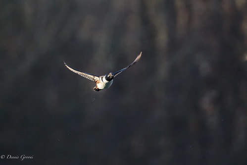 Male Hooded Merganser by dngovoni, action background bird bombayhook delaware flight merganser sunrise wildlife winter smyrna unitedsta