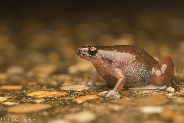 Little Brown Frog