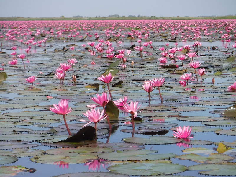 Nymphaea pubescens Willd. Nymphaeaceae-Water Lily, บัวแดง