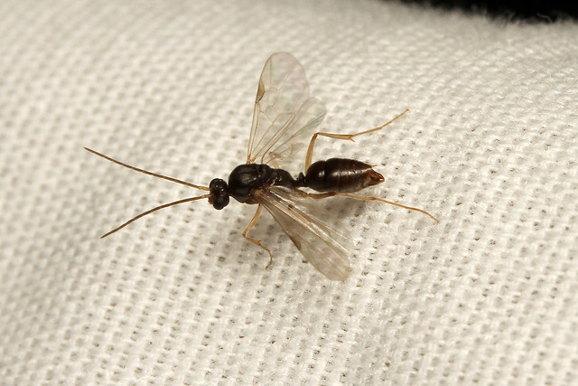 Hymenoptera, Formicidae sp. ♂ (Ant) - South Africa
