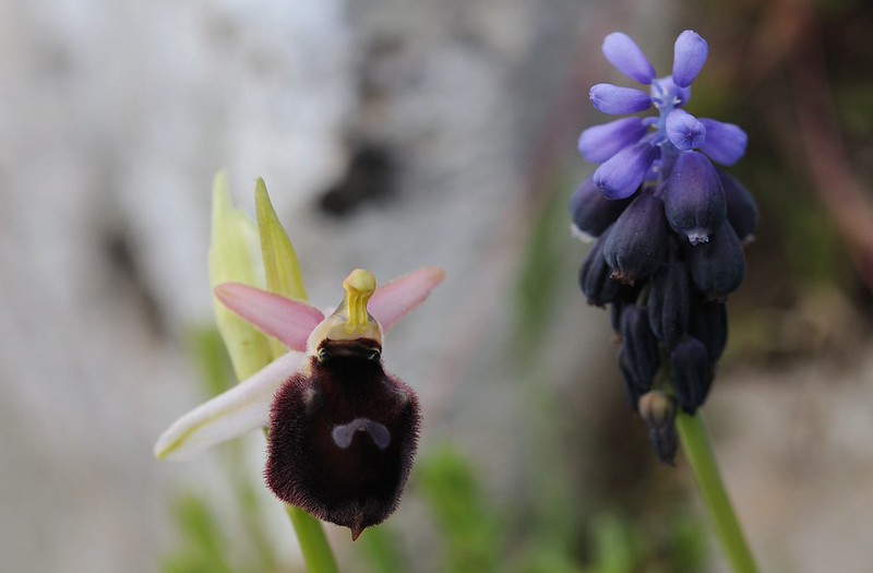 20170411-222F | Hybride Brillen- × Vorgebirgs-Ragwurz (Ophrys biscutella × promontorii) bei Mattinata. Apulien, 11.04.2017