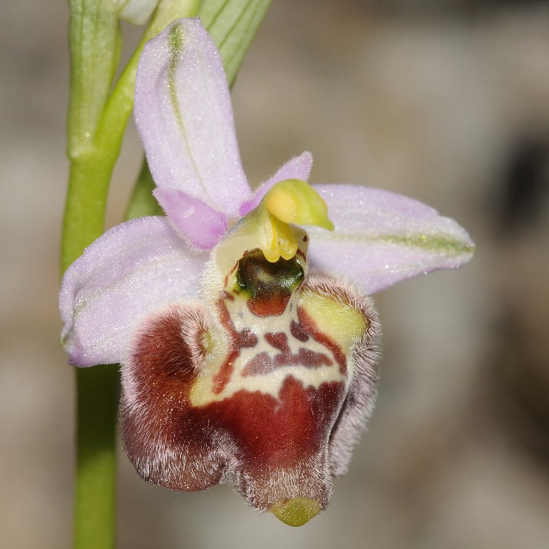 20170418-011F1 | Weißglanz- × Conradis Ragwurz (Ophrys candica × conradiae ?) bei Martina Franca. Apulien, 18.04.2017