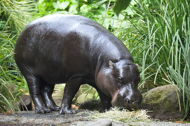 Pygmy Hippopotamus (Choeropsis liberiensis)