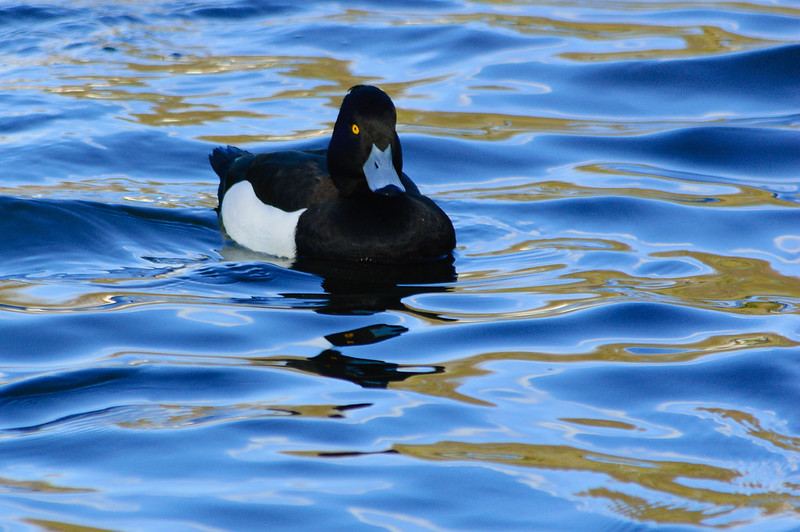 Tufted duck (male) approaching