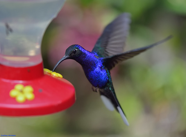 Blue Hummingbird.