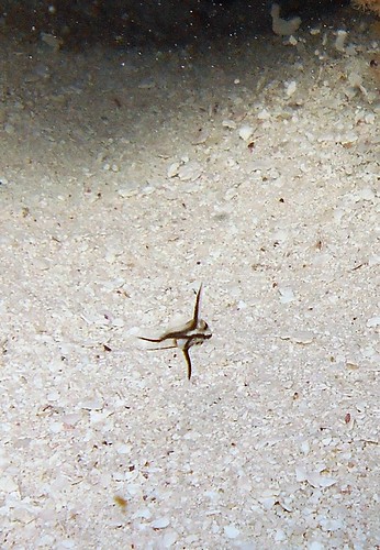 Discover Scuba Christ Abyss Snorkeling Grecian Fun | by Sail Fish Scuba