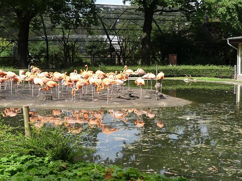 Kuba-Flamingo, Zoo Dresden | by Mausmaki auf Klassenfahrt