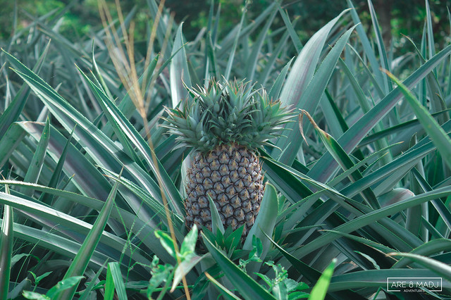 Pineapple Farm, Tagaytay City