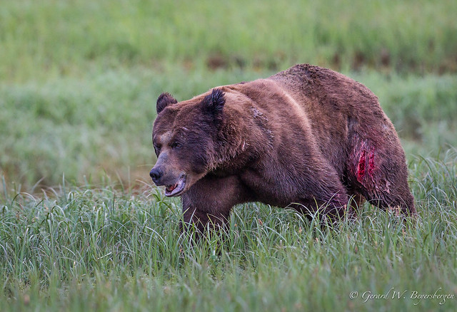 The Wounded and Defeated Bear Departs