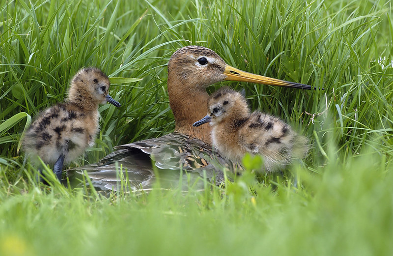 Black Tailed Godwit adult & chicks - Will Meinderts (FLPA)
