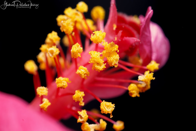 Hibiscus rosa-sinensis pollen grains