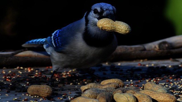blue jay with peanut
